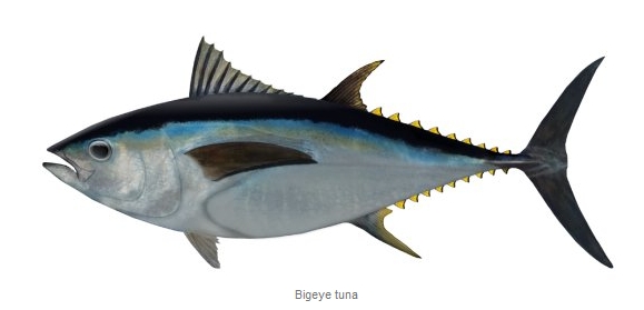 Image: Shane Chalker